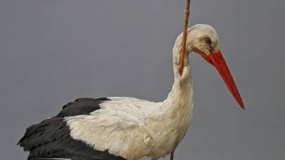 Afrikai dárdával átszúrt gólya fedte fel a vándormadarak titkát