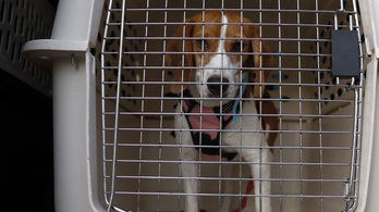 Egy amerikai civil szervezet közel négyezer beagle-t mentett ki egy gyanús szaporítóhelyről