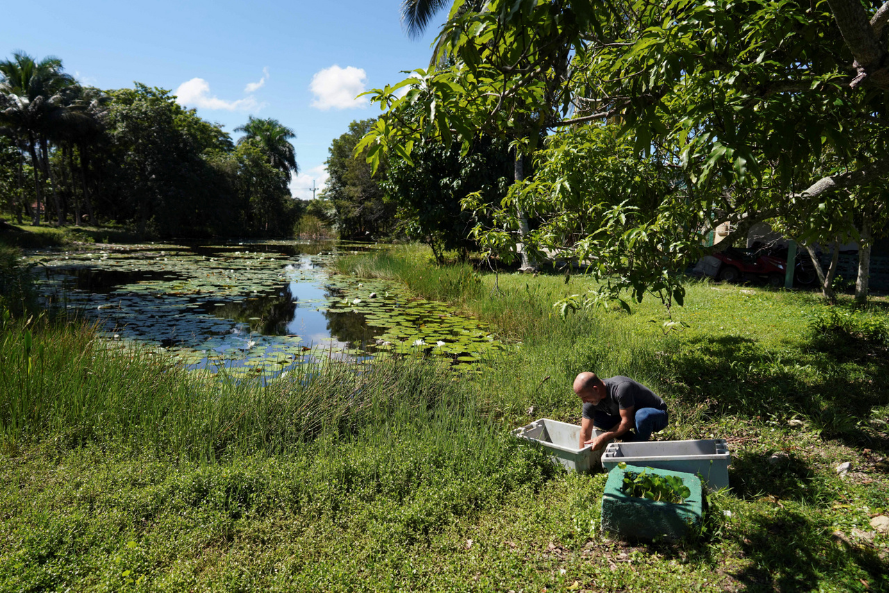 Gustavo Sosa, állatorvos az újonnan kikelt kubai krokodilokat mossa le a Zapata
                        Swamp Cienaga de Zapata Cuba keltetőjében 2022. augusztus 24-én. Az
                        orvvadászat és a fajukat megzavaró amerikai krokodilokkal való hibridizáció már
                        évtizedek óta veszélyezteti a helyi populációt.