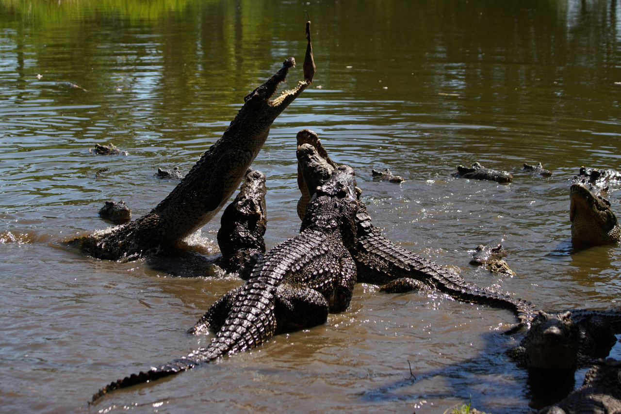 A kubai krokodilok ráharapnak a belógatott csalira.