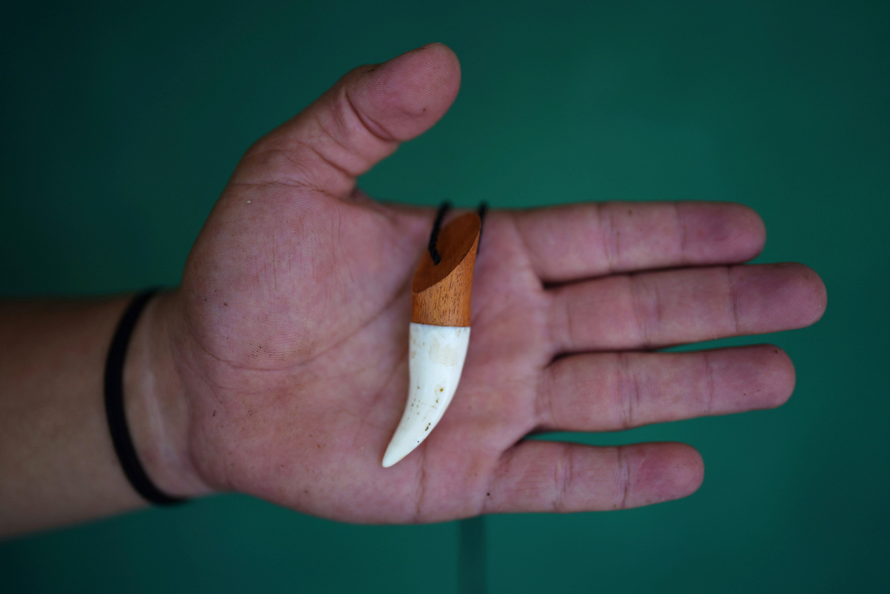 Egy munkás egy kubai krokodil fogaiból készült nyakláncot mutat.