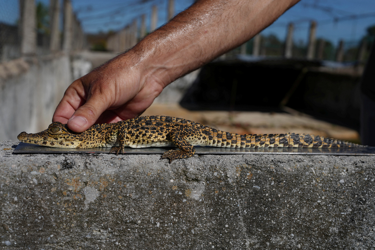 Kubai krokodil méreteit ellenőrzik egy krokodilkeltetőben.