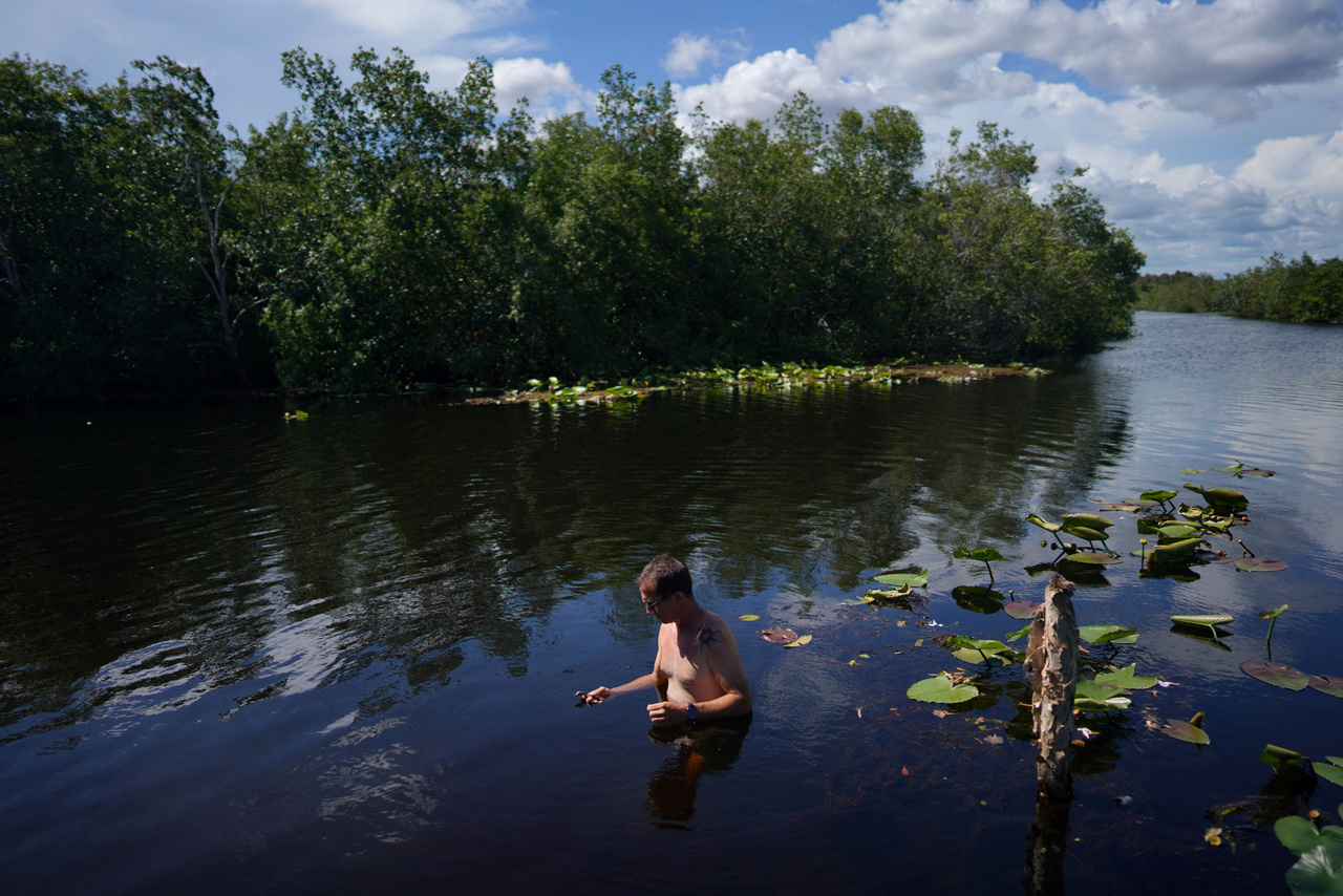 Etiam Perez biológus egy frissen kiengedett kubai krokodilt néz úszás közben.