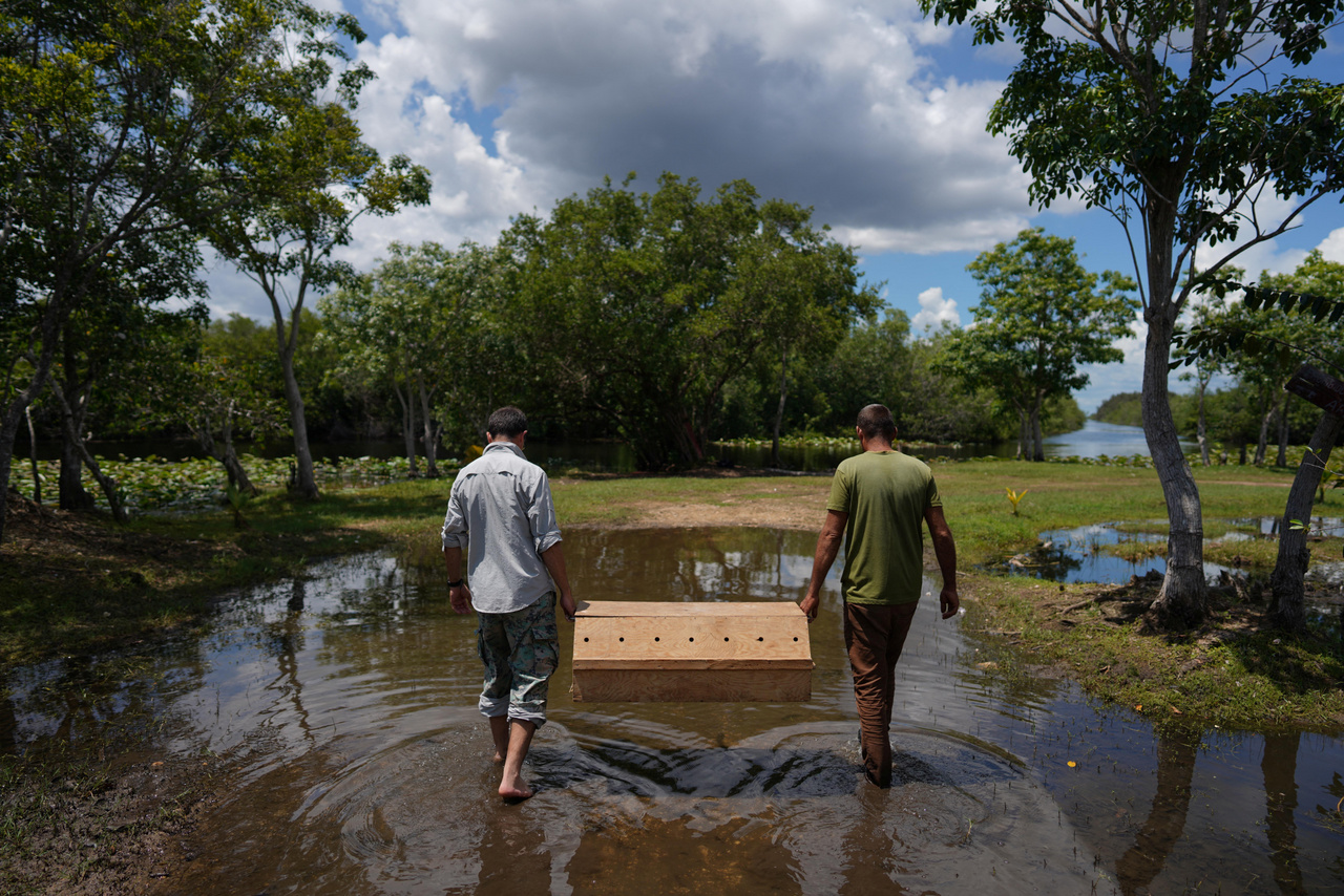 A kubai krokodilokat egy dobozban viszik a biológusok, mielőtt a természetbe
                        engednék a Cienaga de Zapata Cuba Zapata mocsárnál, 2022. augusztus 24-én.