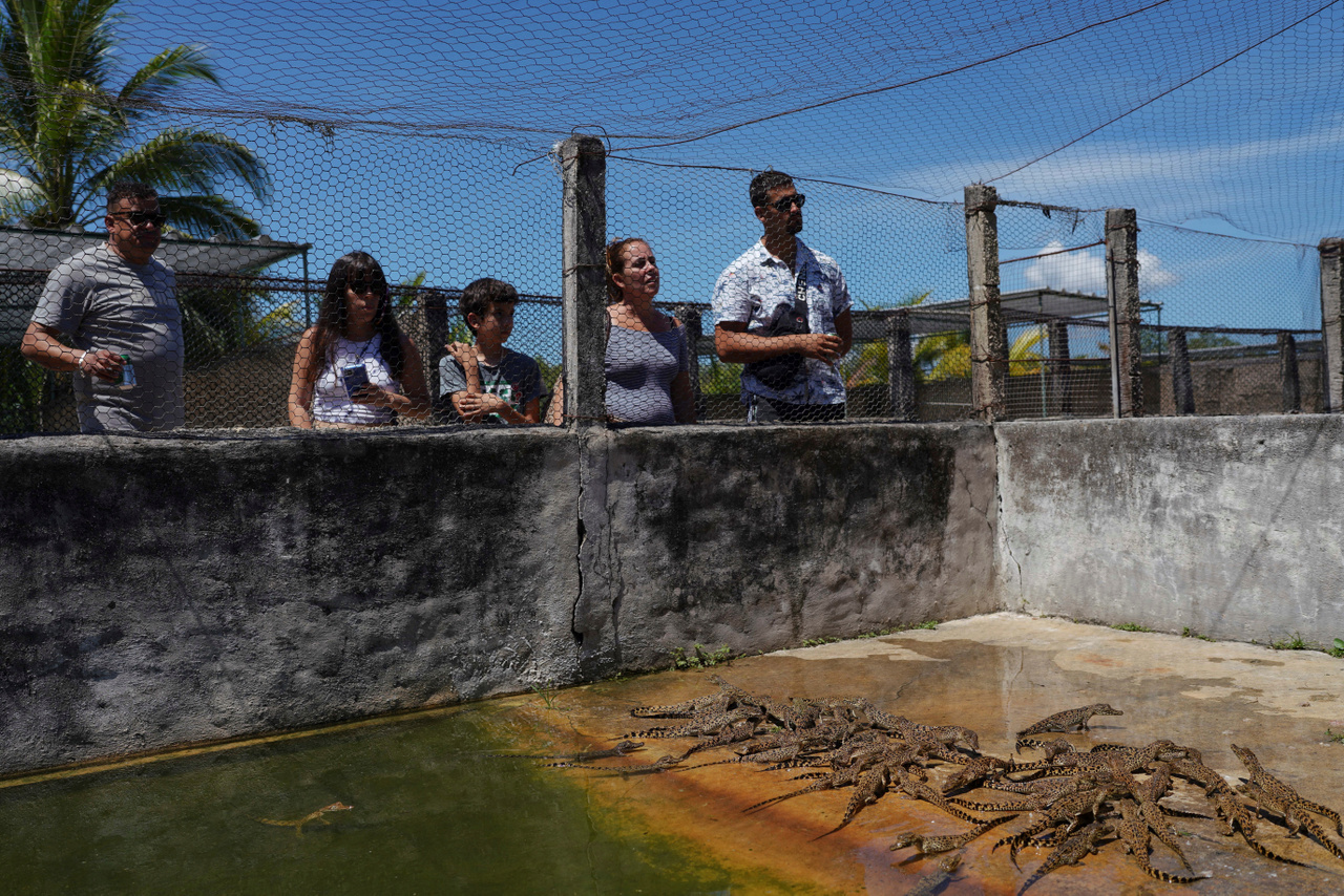 Turisták kubai krokodilokat néznek.
