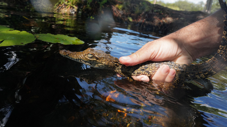 Kubai tudósok a világ egyik legritkább krokodilfajának megmentésén fáradoznak