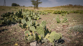 Hogyan kezdett el terjedni a kaktusz Magyarországon?