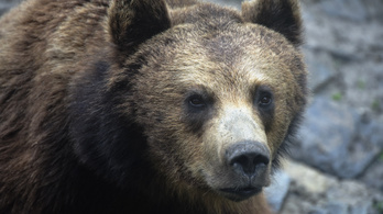 Több százezer forintos kárt okozott egy medve Székelyföldön