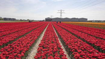 A holland tulipánokat is eltüntetheti az energiaválság