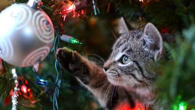 Ezért imádja a macskád a karácsonyfát: de vigyázz, baja is lehet tőle!