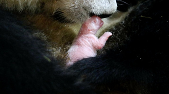 Különleges bébipanda született Kínában