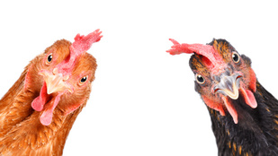 Itt az újabb TikTok-őrület: köptetős csirke