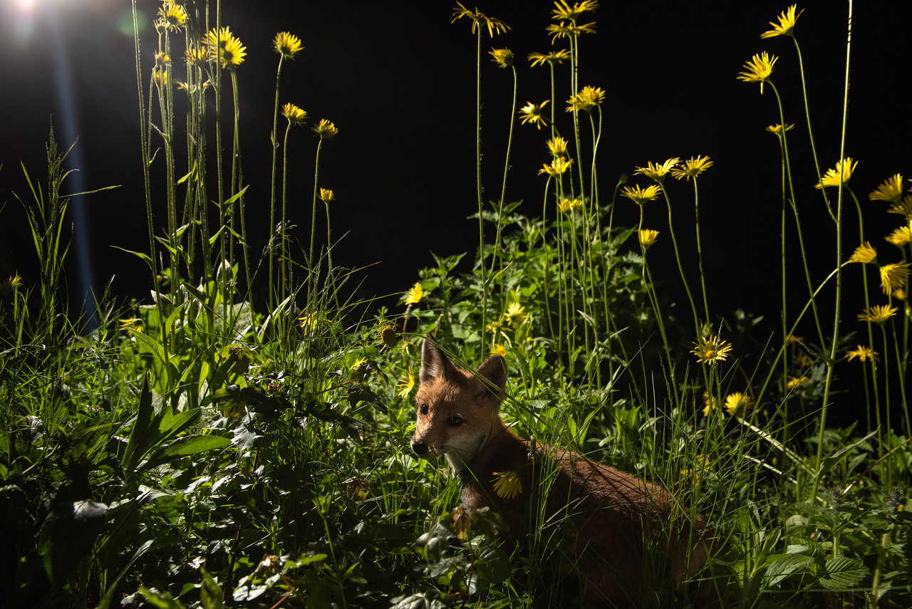 Zergevirágok között kolbászoló kis róka.
                        Ez volt az első kép Roxy idei, akkor már két
                        hónapos kölykéről, így a Kolbász nevet kapta.