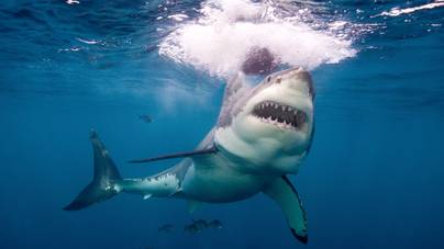 Egy 39 éves nyaralót ölt meg egy nagy fehér cápa sekély vízben