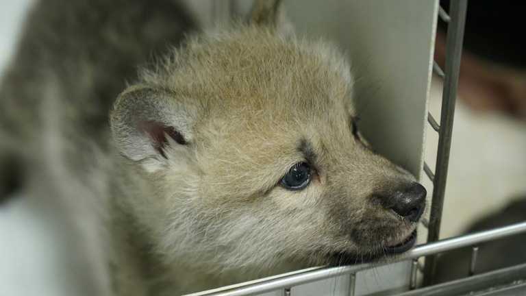 Kínában megszületett az első klónozott sarki farkas