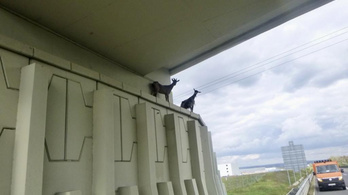 Aranysakál elől menekülő kecskék garázdálkodtak az M2-esen