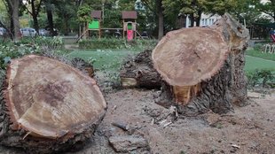 Kivágták a békásmegyeri óvoda hatalmas fáját