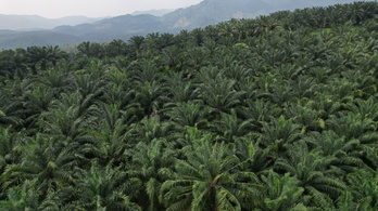 Kihalás fenyeget több mint ezer pálmafajt