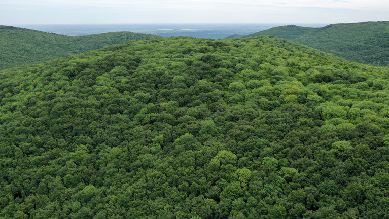 Kiszolgáltatott helyzetben a védett erdők