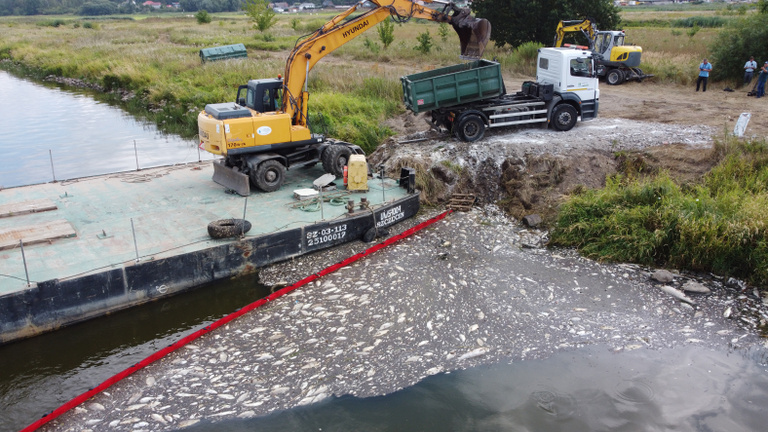 Mérgező algák miatt halhattak ki az Odera folyó halai