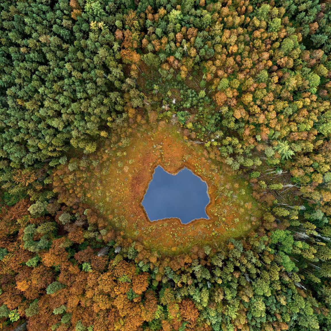 Disztrófikus tó az erdő közepén
                        Az őszi színekben pompázó erdő közepén a savas tó a mocsári növényzet burjánzása miatt egyre jobban beszűkül, és mint az erdő szeme tekint a környezetére.
                        Kelet Pomeránia, Lengyelország, Brodnica erdő, 2019