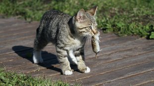 A macskák vadászösztöne különösen mélyen gyökerezik