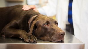Hatásosabban kezelhetik a kutyák gyakori daganatait