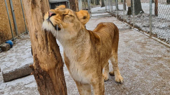 Elpusztult Nara, a Veresegyházi Medveotthon 3 éves oroszlánja