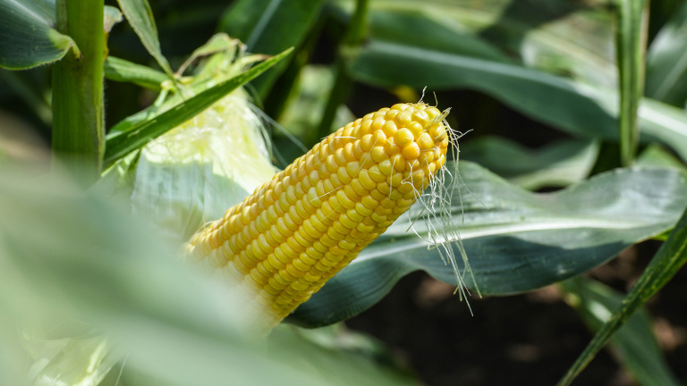 Nagyon megugrott a kukorica ára, egy év alatt 80 százalékkal emelkedett