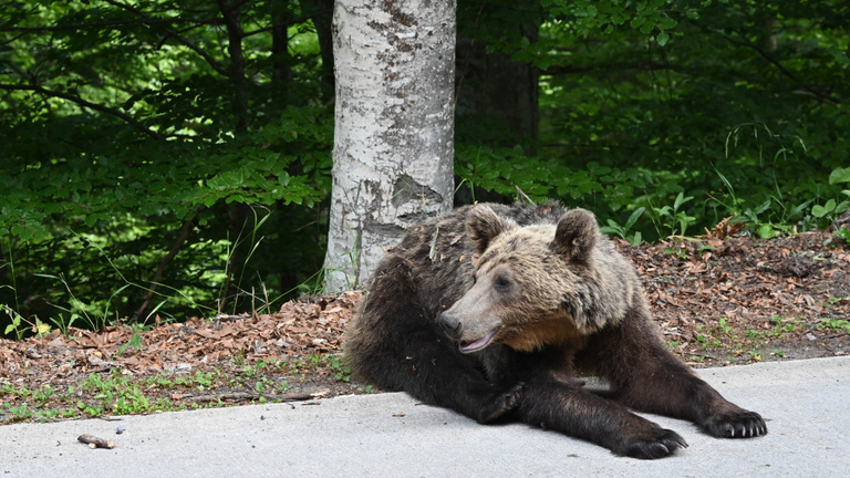 Eddig 243 medvét lőttek ki hatósági engedéllyel Romániában