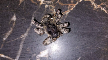 Horror pókok ijesztgetik az embereket Tarnazsadányban