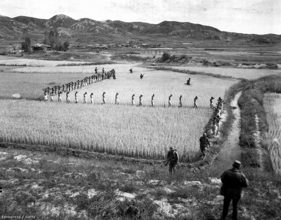 Északi hadifoglyok menetelnek egy rizsföldön, amerikai tengerészgyalogosok kíséretében.