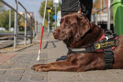 Új gazdára talált a hős vakvezető kutya a tragédia után: mindenkit megérint Infra története