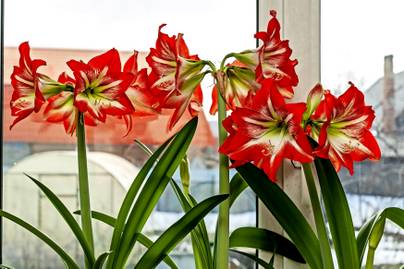 8 gyönyörű szobanövény, amit gyerekjáték gondozni - Ősszel és télen borítják virágba a lakást