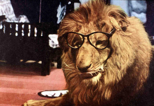 Melyik tévésorozat híres szereplője volt Clarence, a kancsal oroszlán?