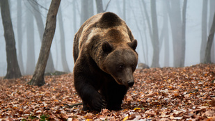 Lekaratézta a rátámadó medvét egy hegymászó
