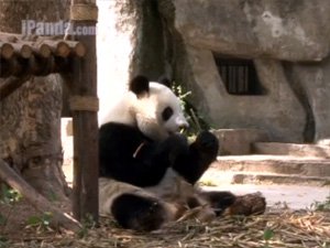 Nézzen semmittevő cuki pandákat!