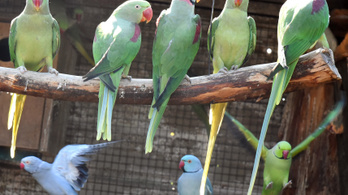 Több millió forintos támogatással mentett papagájokat a győri polgármester felesége