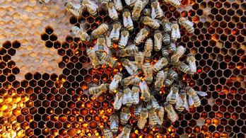 Feleannyi mézet termeltek a méhészek a Tiszántúlon az aszály miatt