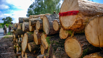 Így lehet tűzifát gyűjteni a magyar erdőkben
