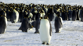 A kihalás fenyegeti a császárpingvineket