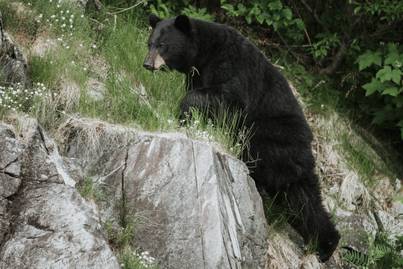 A hegyekben túrázott a család, amikor követni kezdte őket a medve: döbbenetes, hogyan reagáltak
