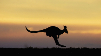 Megszökött egy kenguru Szekszárdról, figyelmeztették a lakosságot
