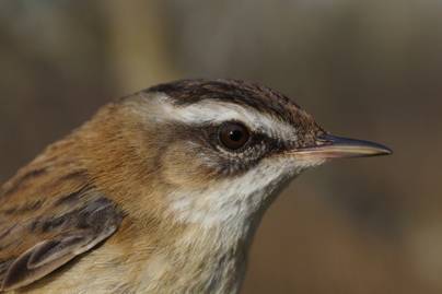 Ritka költöző madarat tanulmányoznak a magyar kutatók: a faj fennmaradása a tét