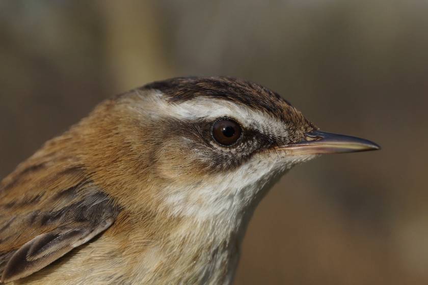Ritka költöző madarat tanulmányoznak a magyar kutatók: a faj fennmaradása a tét