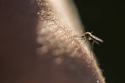 Téged jobban csípnek a szúnyogok, mint másokat? Ez a tulajdonság az oka egy friss kutatás szerint