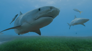 Kamerákat szereltek a cápákra, így derítették fel a tengerfeneket