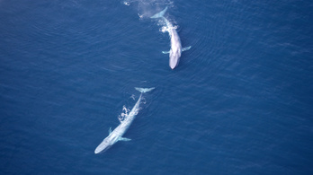 A kék bálnák a legnagyobb mikroműanyag-fogyasztók
