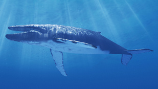 Naponta tízmillió mikroműanyag-részecskét fogyaszt el egy kék bálna