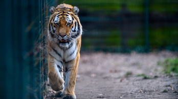 Bemászott a szibériai tigrishez egy férfi Kecskeméten, hogy megsimogassa – nem lett jó vége